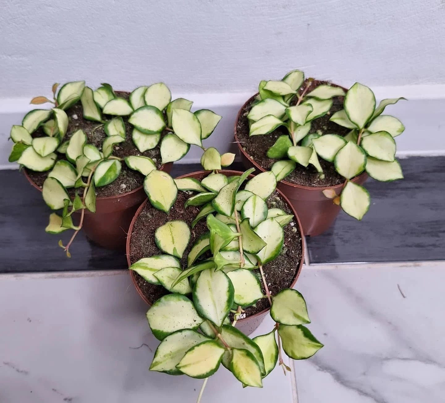 Hoya heuschkeliana Variegata Live Plant – Premium Rare Variegated Wax Plant Climbing & Trailing Vine Specimen for Indoor & Outdoor Display