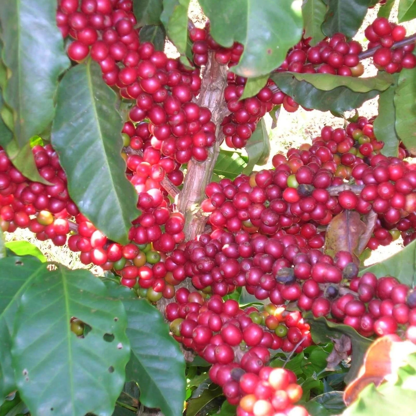 Aramosa Coffee Seeds (Coffea sp.) – 120+ Premium Rare Low-Caffeine Hybrid Coffee Seeds