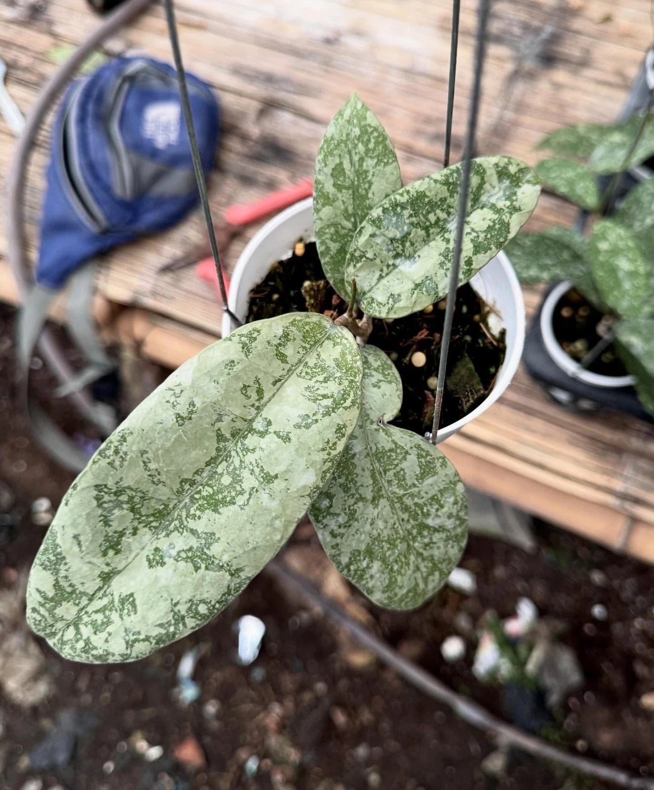 Rare Hoya SLM 04 Silver Leaves (Hoya sp. SLM 04) – Stunning Silver Foliage Tropical Wax Plant Cutting / Rooted Node
