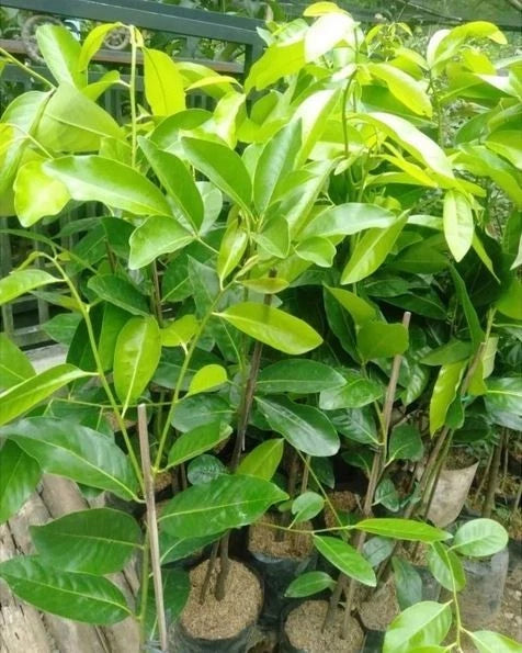 Premium Black Sapote (Diospyros nigra) – Grafted Seedling (Pot-Ready)