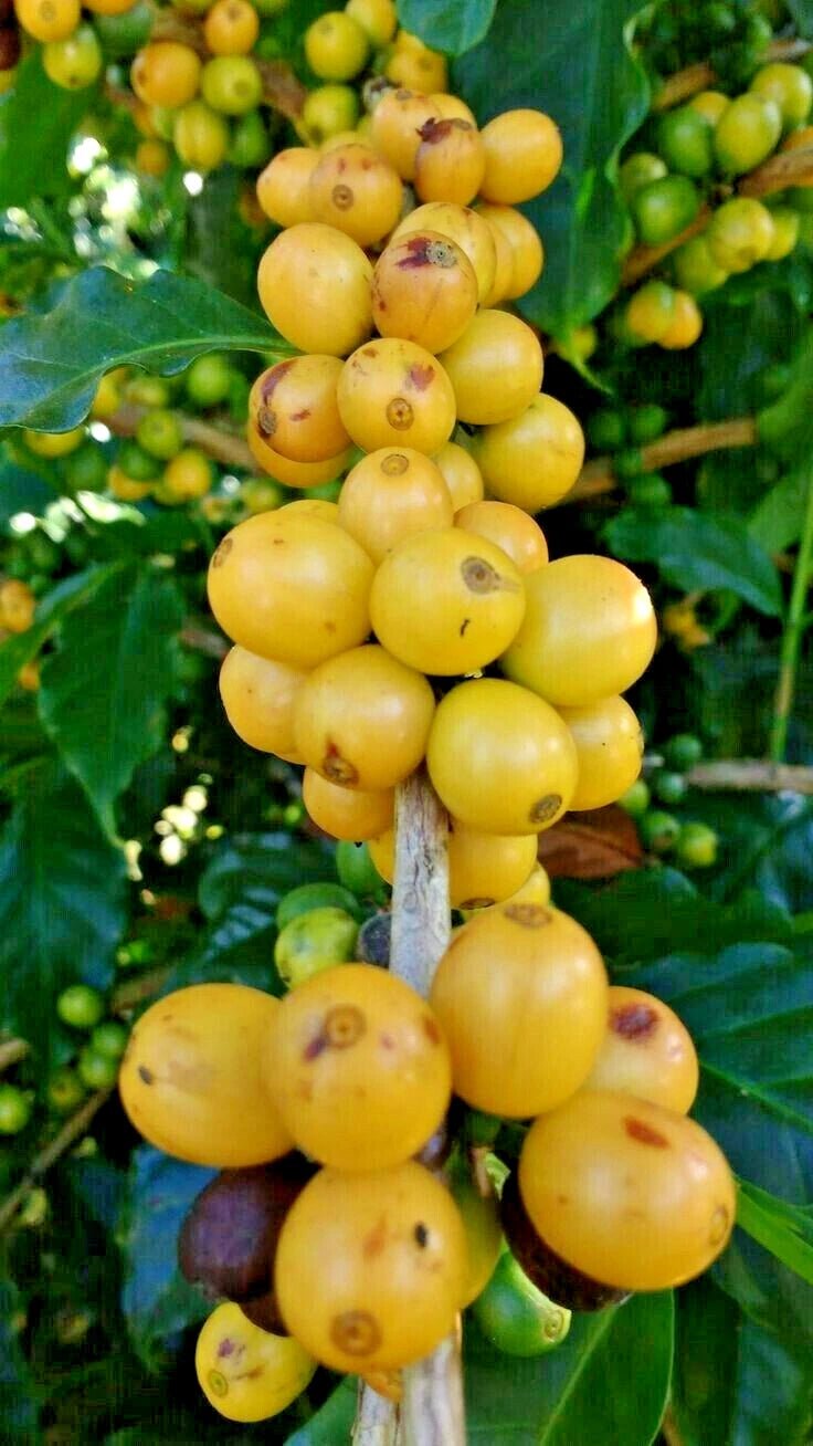 Yellow Caturra Coffee Seeds 2,000+ (Coffea arabica var. Caturra Amarillo) – Bulk Rare High-Altitude Specialty Coffee Beans for Planting