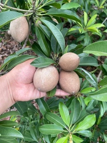 Khun See Sapodilla Seeds (Manilkara zapota) – 35+ Premium Chikoo Seeds
