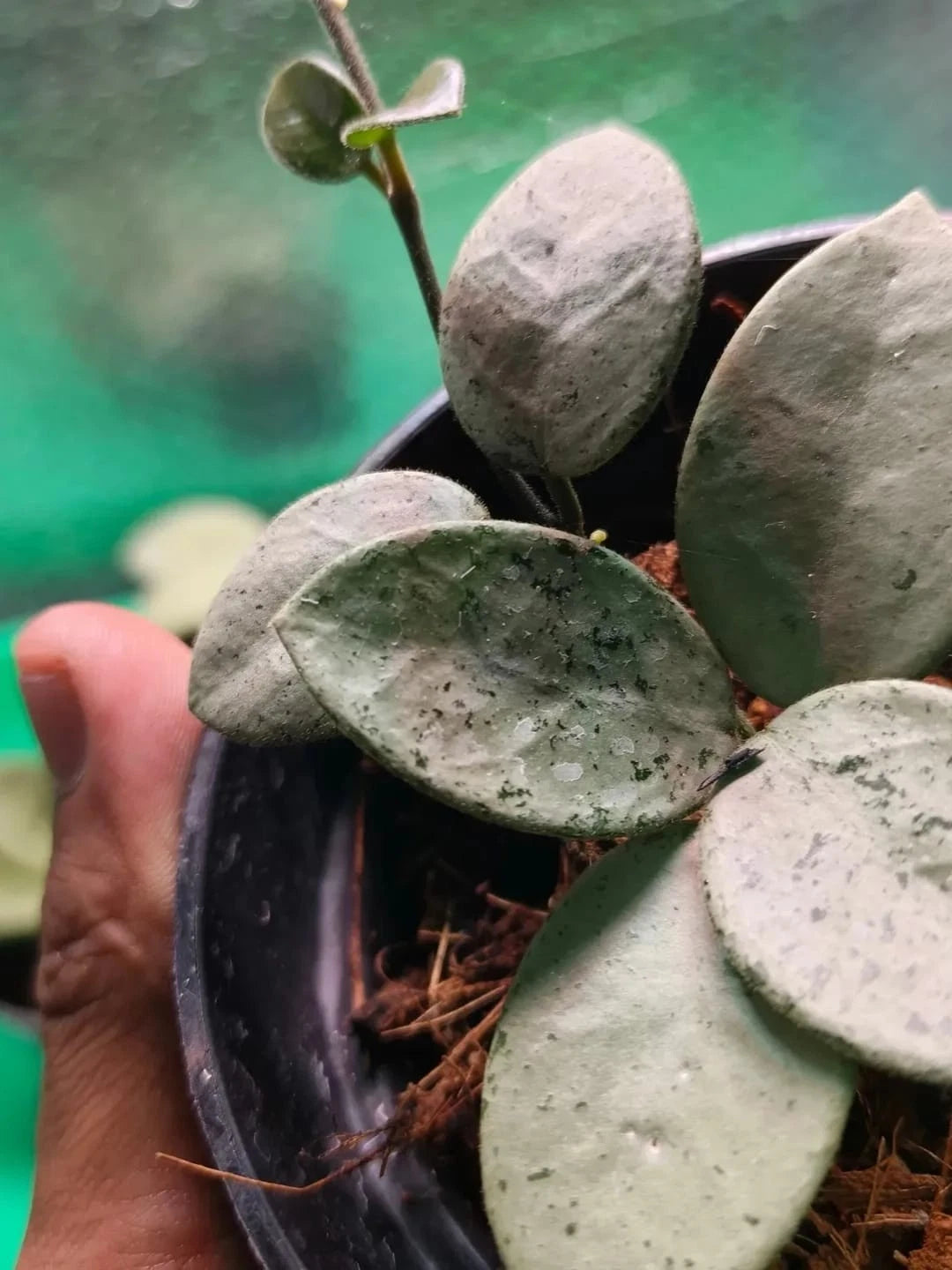 Hoya Mathilde Silver Chrome Rare Tropical Wax Plant (Splash-Leaved Epiphytic Hybrid Vine Specimen) – Premium Botanical Houseplant Seeds & Cuttings for Growing