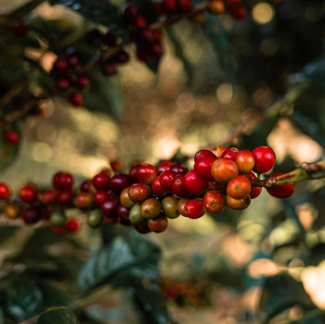 120+ Blue Mountain Coffee Seeds (Coffea sp. / Authentic Jamaican Arabica Coffee Cultivar Bean Seeds) – Premium Botanical Specimen Plant Seeds for Planting