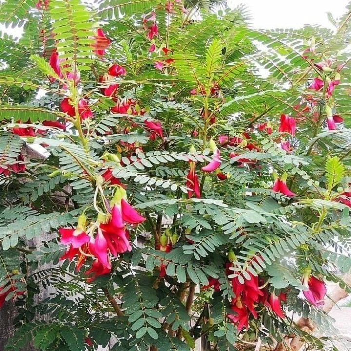 100++ Hummingbird Katurai Seeds (Sesbania grandiflora var. Red Flower / Vegetable Hummingbird / Agati Tree) – Premium Botanical Specimen Plant Seeds for Planting
