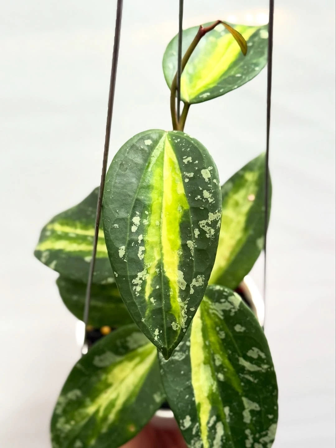 Hoya Latifolia Inner Variegated (Wax Plant) – Rare Epiphytic Tropical Vine with Stunning Center-Variegated Foliage for Indoor & Outdoor Display
