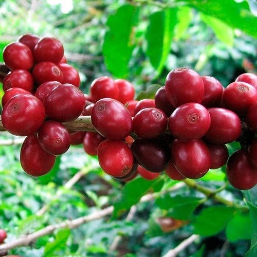 SL6 Coffee Seeds (Coffea arabica var. SL6) – Premium Certified Kenyan Selection Specialty Gourmet Coffee Bean Seeds for Planting (120 Pcs)