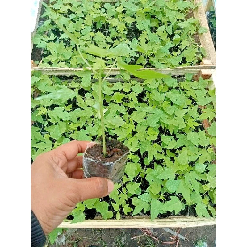 Solo Hawaiian Papaya (Carica papaya) – 1,000+ Premium Seeds