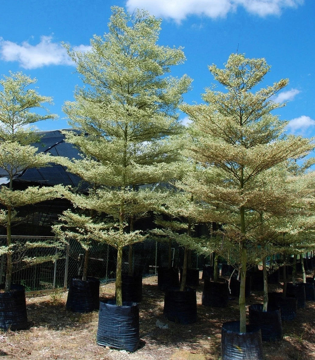 50+ Golden Terminalia Ketapang Kencana Seeds (Terminalia mantaly) - Premium Fast Growing Architectural Shade Tree Seeds