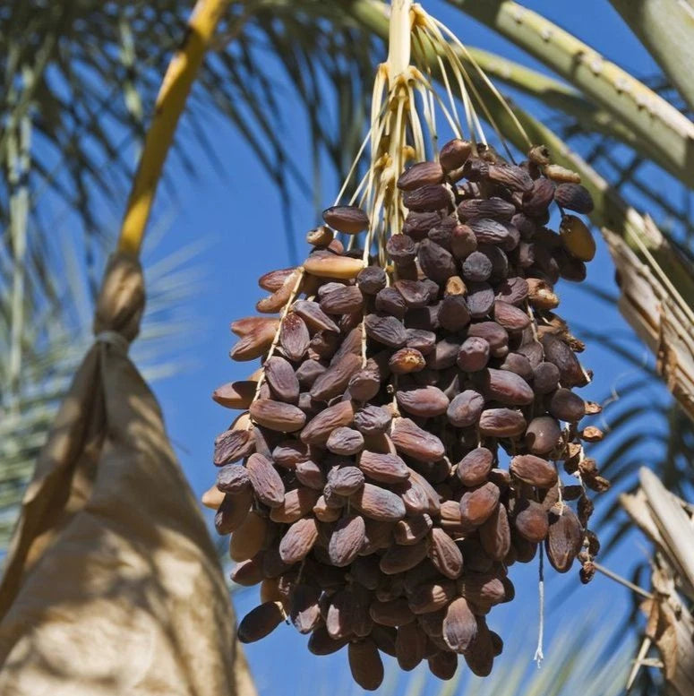 Ajwa Date Palm Seeds (Phoenix dactylifera 'Ajwa') – Premium Sacred Medina Date Exotic Fruit Tree Seeds for Planting (35 Pcs)