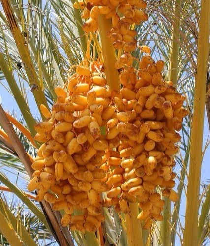 Lulu Date Palm Seeds (Phoenix dactylifera 'Lulu') – 35 pcs Premium Fresh Rare Compact Sweet Lulu Yellow Dates Seeds for Planting
