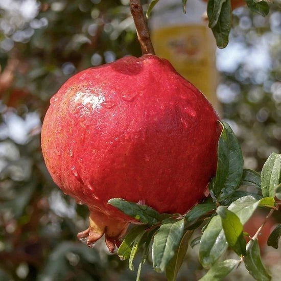 'Ganesh' Pomegranate Seeds (Punica granatum) – Elite Soft-Seeded Horticultural Specimen (Collectors Quality)