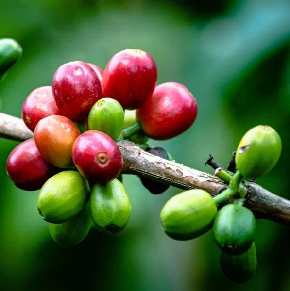 120+ Kent Coffee Seeds (Coffea arabica var. 'Kent') – Premium Heirloom Indian Specialty Arabica Bean Tree Seeds for Planting