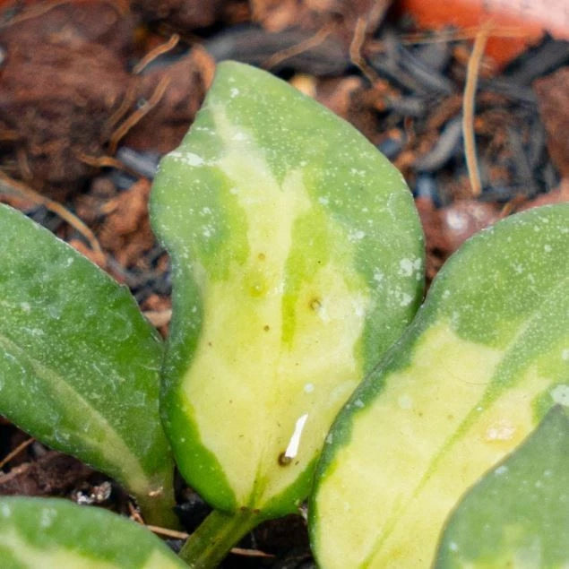 Hoya Lacunosa Golden Flame Seeds (Hoya lacunosa var. Golden Flame) – Premium Certified Rare Variegated Tropical Indoor Wax Plant Climbing Vine Seeds for Planting