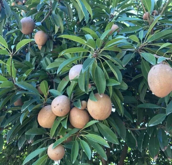 Kalipatti Sapodilla Seeds (Manilkara zapota 'Kalipatti') – 35+ Premium Rare Sweet Caramel Chikoo Seeds