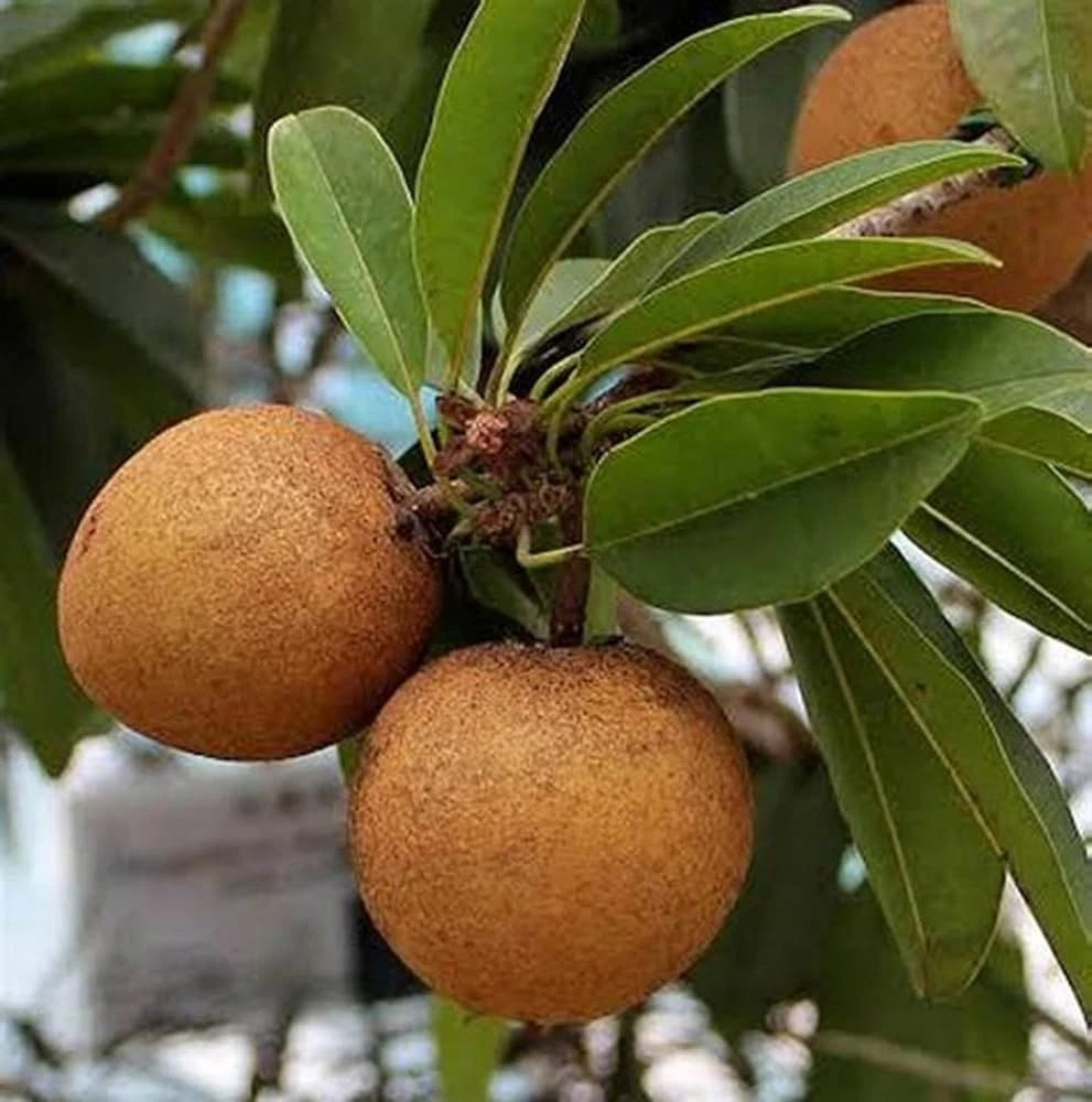 Lara Sapodilla Seeds (Manilkara zapota 'Lara') – 35 pcs Premium Fresh Rare Sweet Lara Chico Zapote Seeds for Planting