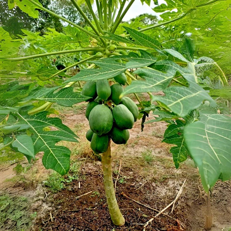 Dwarf Hybrid Papaya (Carica papaya) – 1,000+ Premium Seeds