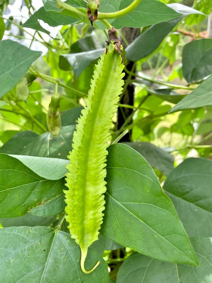 Green Winged Bean Seeds (Psophocarpus tetragonolobus) – 2,000+ Bulk Premium Asparagus Pea Seeds