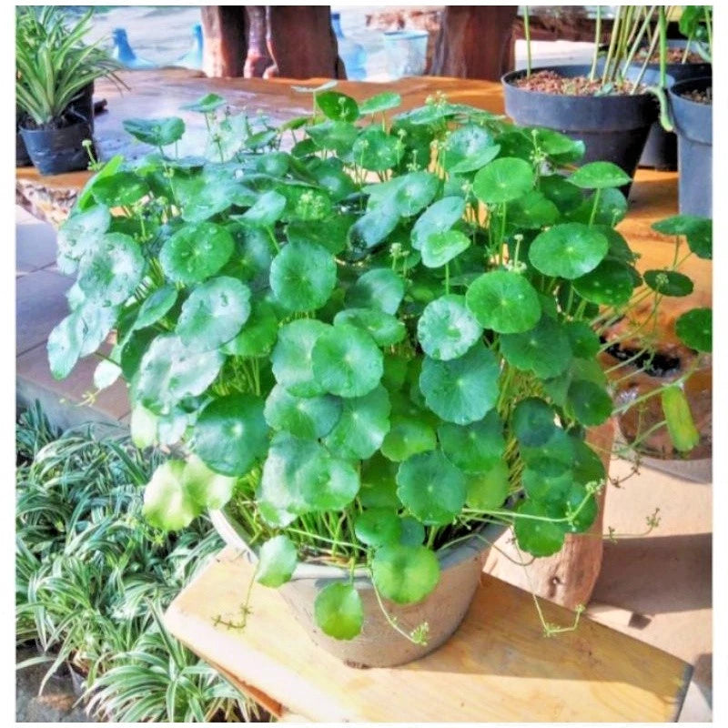 50+ Gotu Kola Seeds | Pegagan | Centella Asiatica | Medicinal Herb Seeds | Easy to Grow