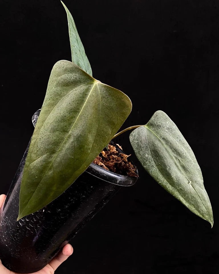 Anthurium Portillae Rare Tropical House Plant | Collector Aroid | Exotic Indoor Anthurium