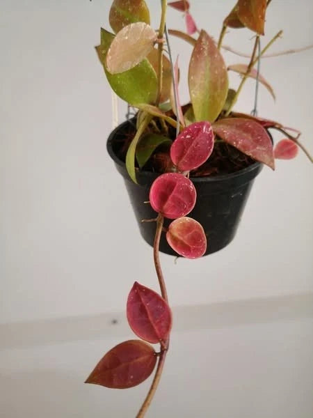 Hoya Walliniana Red Leaves Live Plant – Premium Certified Rare Tropical Indoor Outdoor Wax Plant Specimen for Planting