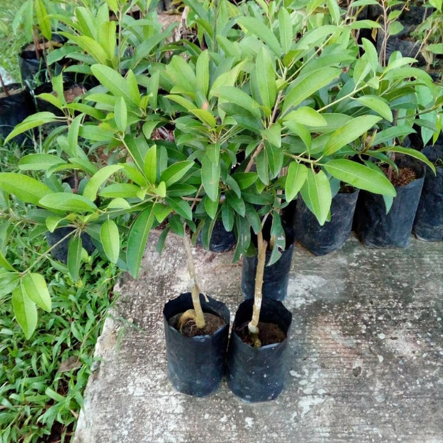 Sapodilla (Sawo) Australian Variety - Premium Grafted Fruit Tree