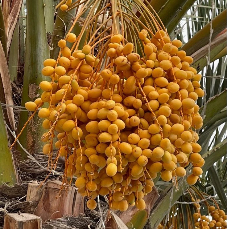 35+ Yellow Date Palm Seeds (Phoenix dactylifera Dwarf Type / Golden Date Palm) – Premium Exotic Fruit Tree & Ornamental Landscape Seeds for Planting