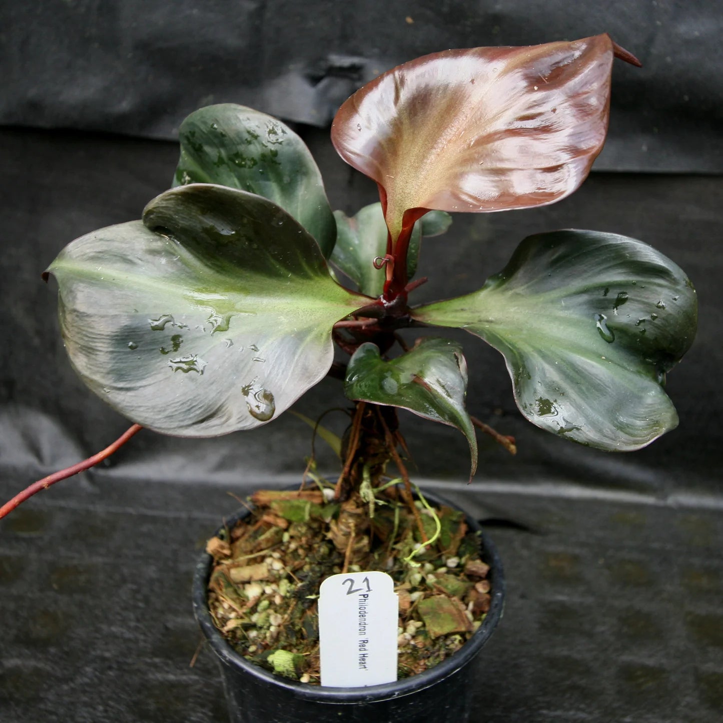 Philodendron Red Heart Rare Tropical Plant | Beautiful Red Leaves | Indoor Exotic Houseplant