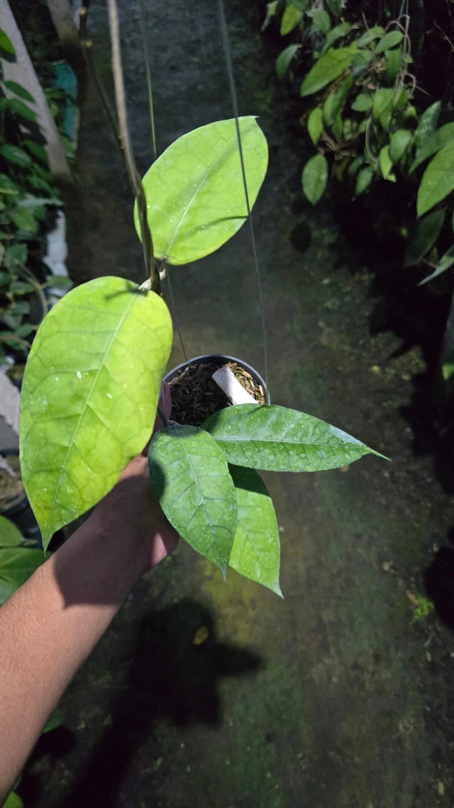 Rare Hoya Rikit Musara Sp Aceh - Premium Textured Leaf Exotic Tropical Wax Plant