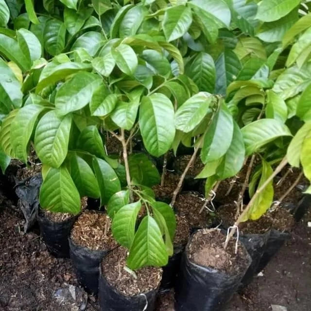 Grafted Langsat Palembang Seedling – Premium Tropical Fruit Tree