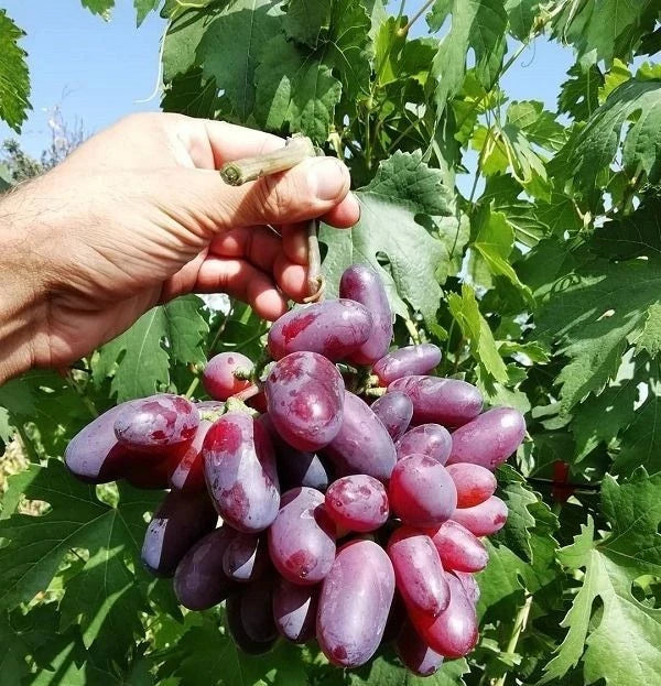Baikonur Grape Seeds (Vitis vinifera / 100+ Premium Elongated Sweet Baikonur Table Grapevine Fruit Seeds) – Premium Exotic Botanical Specimen Plant Seeds for Planting