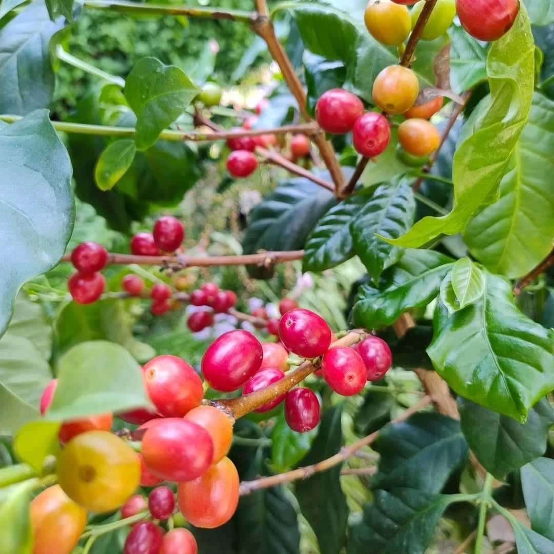 Kartika Coffee Seeds (Coffea arabica var. Kartika) – Premium Certified High-Yield Specialty Indonesian Gourmet Coffee Bean Seeds for Planting (120 Pcs)