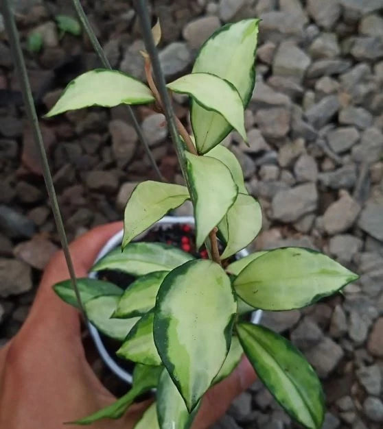 Hoya Lacunosa Souma Seeds (Hoya lacunosa var. Souma) – Premium Certified Rare Variegated Tropical Indoor Wax Plant Climbing Vine Seeds for Planting