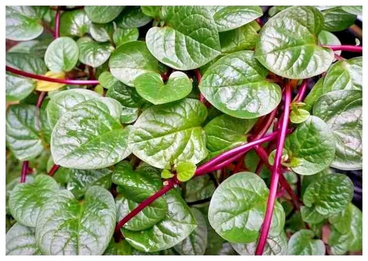 Premium Binahong Heartleaf Madeiravine Seeds (Anredera cordifolia) – High-Vigor Ancient Medicinal Climber Seeds for Planting (500+ Count Bulk Parcel)