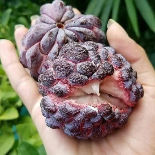 100+ Custard Apple Seeds (Annona squamosa var. Purpurea) – Premium Rare Purple Sugar Apple Tropical Fruit Plant Seeds for Planting
