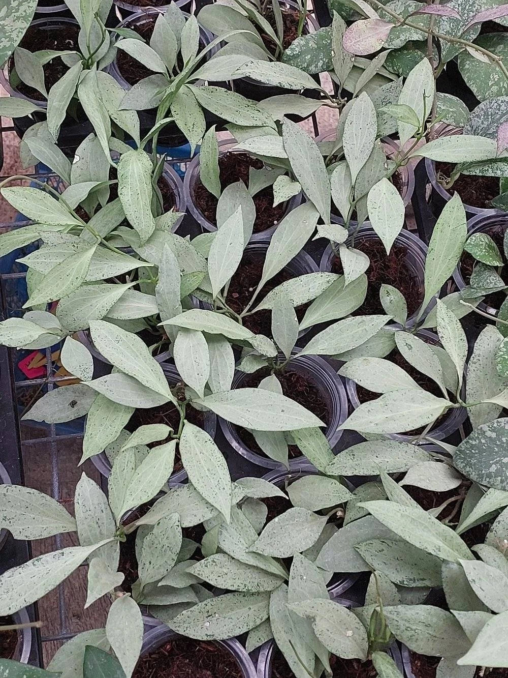 Hoya Nicholsoniae New Guinea Silver Ghost Rare Tropical Indoor Outdoor Wax Plant Seeds / Cuttings (Hoya nicholsoniae) – Premium Certified Silver Splash Waxflower Plant for Planting