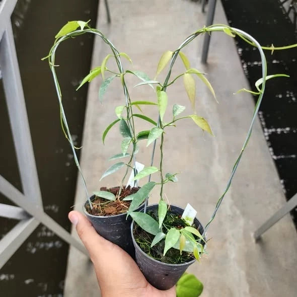 Hoya exilis (sp. Papua) – Rare Tropical Wax Plant