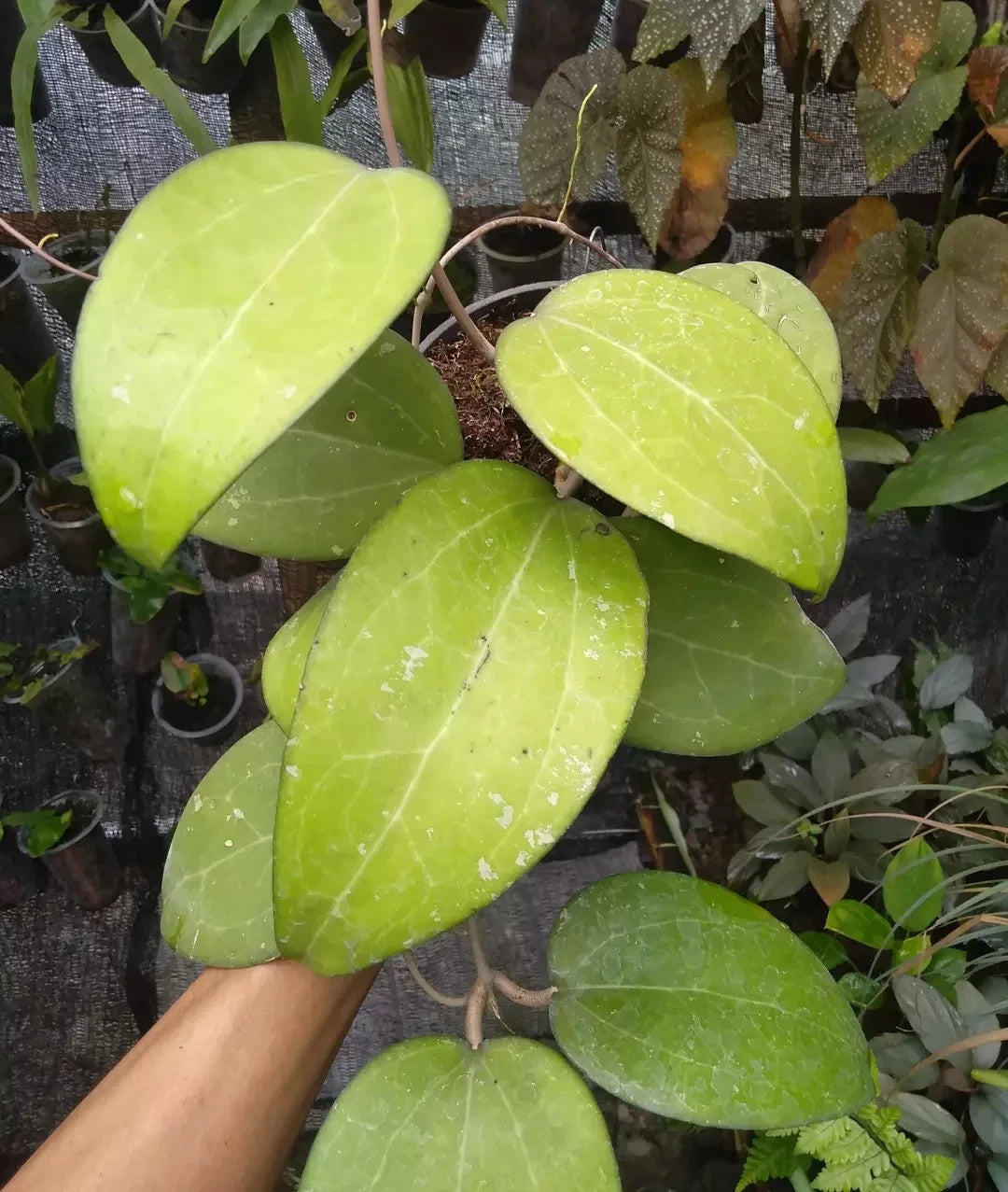 Hoya aff. vitellina IML 1348 – Rare Tropical Wax Plant Live Epiphytic Vine with Stunning Waxy Foliage
