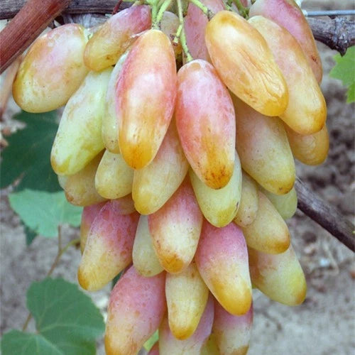 Dixon Grape Seeds (Vitis vinifera) – 100 Premium Giant Crisp Table Grape Seeds