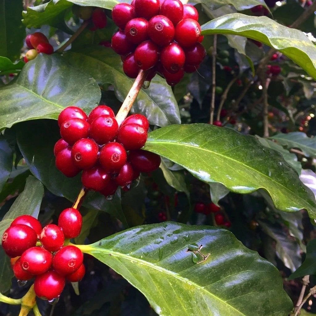 Nyasaland Coffee Seeds (Coffea arabica var. Nyasaland / Malawi) – Rare African Heirloom Specialty Coffee Beans for Planting and Cultivation