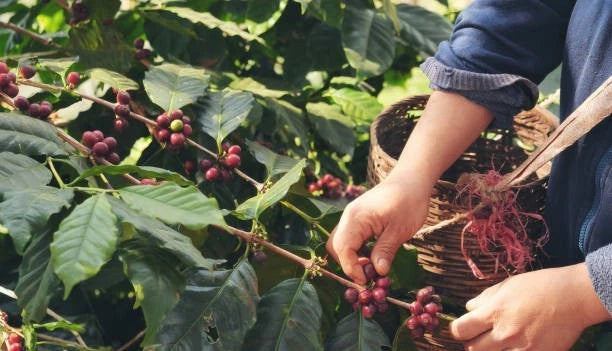 Villa Sarchi Coffee 300+ Seeds (Coffea arabica var. Villa Sarchi) – Bulk Heirloom Specialty Coffee Beans for Planting and Cultivation