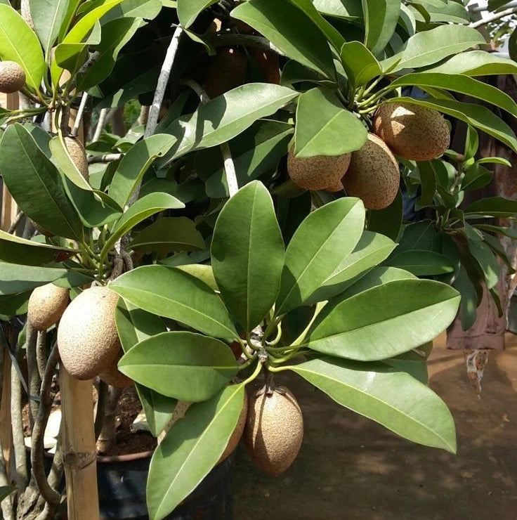 PKM-1 Sapodilla (Manilkara zapota) – 35+ Premium Seeds (Chikoo)