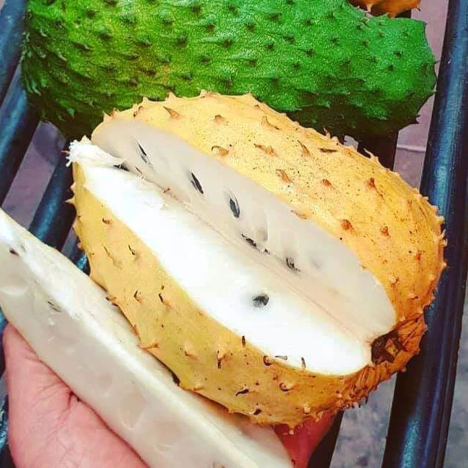 Golden Soursop Seeds (Annona muricata var. Lutea) – Premium Certified Rare Yellow-Fleshed Sweet Guanabana Custard Apple Fruit Tree Seeds for Planting