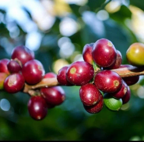 Geisha Sumatra Coffee (Coffea arabica) – 120+ Premium Micro-Lot Seeds