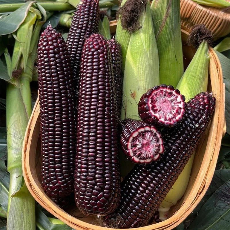 Premium Purple Waxy Corn Seeds (Zea mays ceratina) – Heirloom Sticky Sweet Corn Seeds for Planting (2,000+ Pcs)
