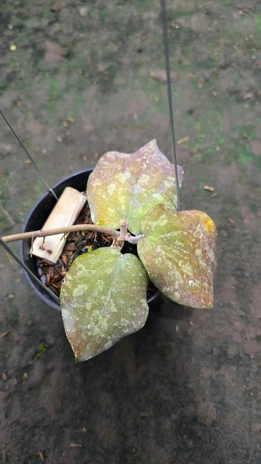 Hoya purpureofusca x H. imbricata (Red Silver Hybrid) – Rare Tropical Collector’s Aroid