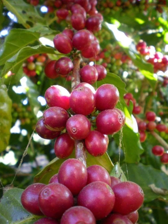 Robusta Coffee Seeds (Coffea canephora var. Robusta) – Premium Certified High-Caffeine Specialty Coffee Bean Seeds for Planting (120 Pcs)