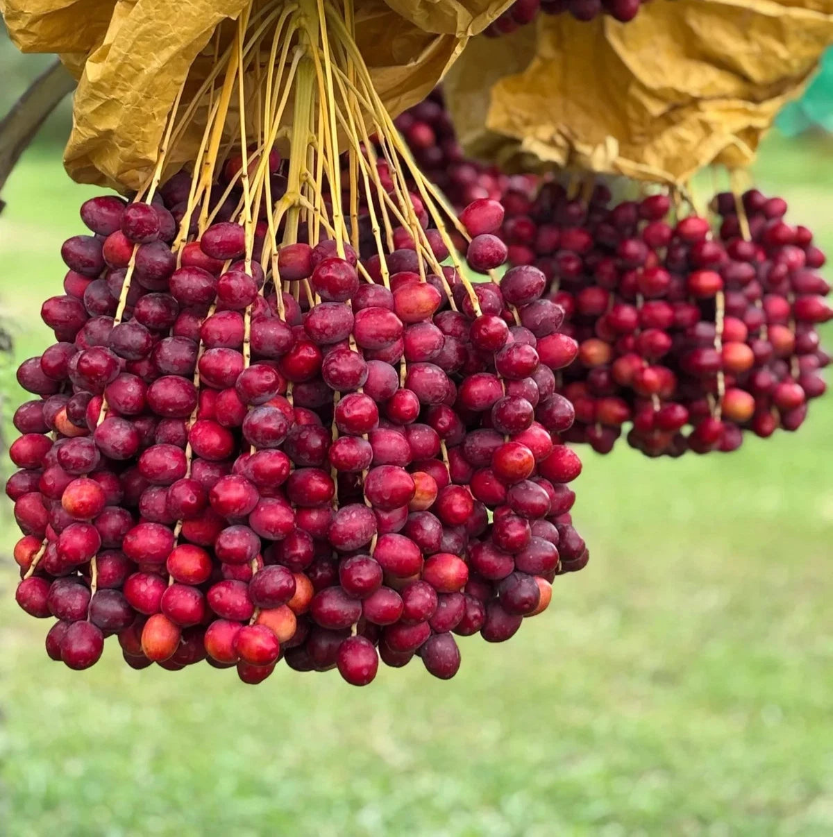 Dates Palm Seeds 35 pcs var. Red Barhi (Phoenix dactylifera) – Premium Certified Sweet Red Date Fruit Palm Plant Seeds for Planting