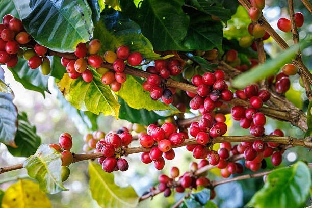 Arabica Coffee Seeds (Coffea arabica) – Premium Coffee Bean Plant Seeds for Planting (30+ Pcs)