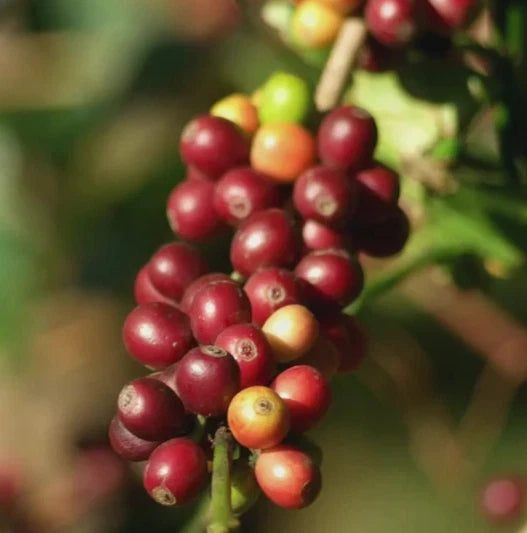 Geisha Panama Coffee (Coffea arabica) – 2000+ Bulk Premium Micro-Lot Seeds